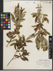 Foto von Salix serissima (L. H. Bailey) Fern.